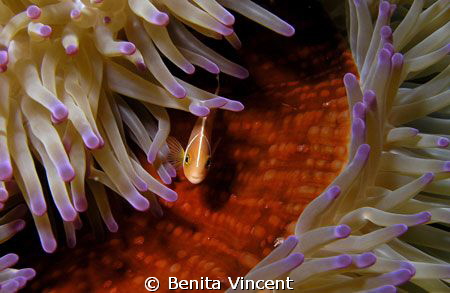 Pink clown fish, Port Vila by Benita Vincent 