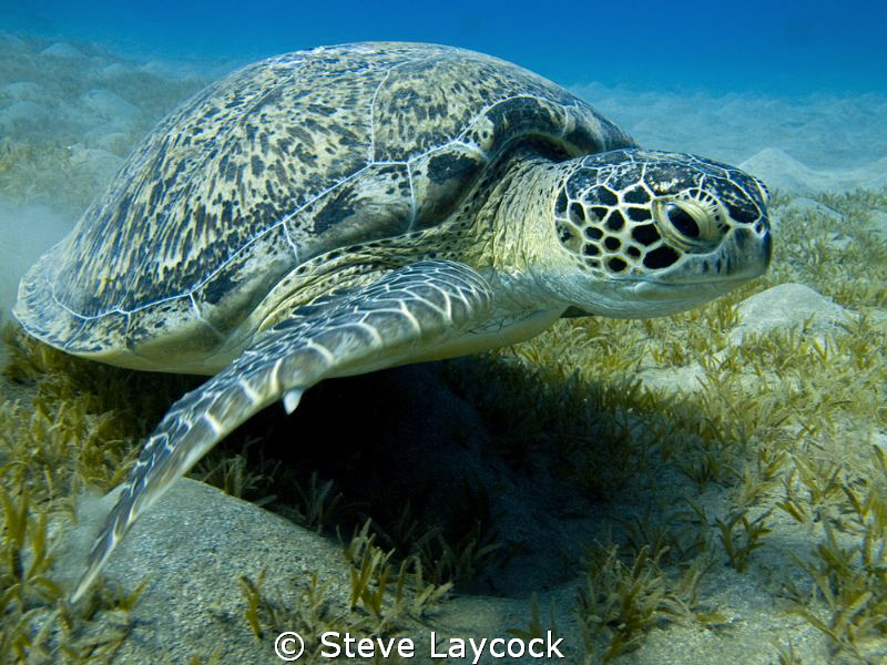 Green turtle by Steve Laycock 