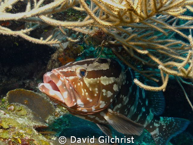 Ready for a 'Cleaning', Roatan , Honduras by David Gilchrist 