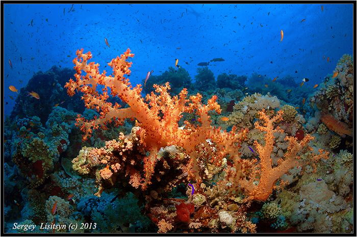 Beloved Red Sea. by Sergey Lisitsyn 