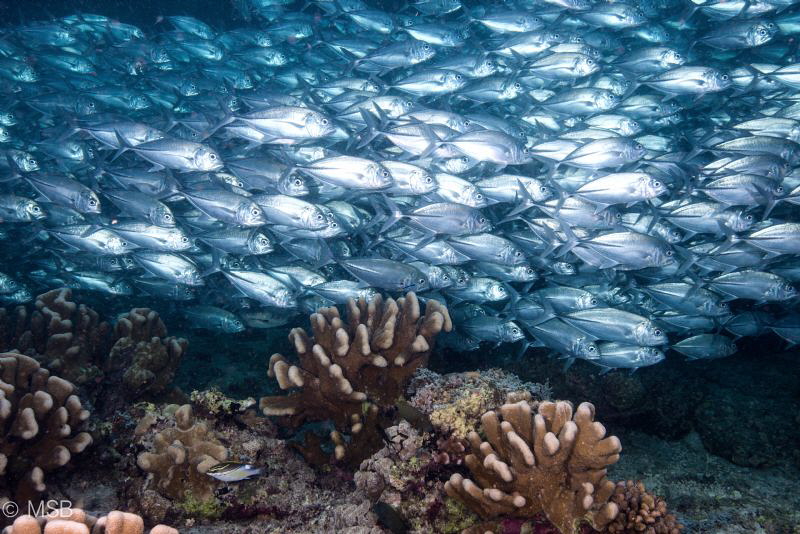 Very dense jackfish shoal. by Mehmet Salih Bilal 
