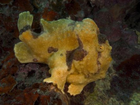 'Frog fish' from Lembeh. Taken with Olympus E-20 in Titan... by Istvan Juhasz 