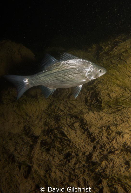 'New subject' White Bass have made their appearance in th... by David Gilchrist 