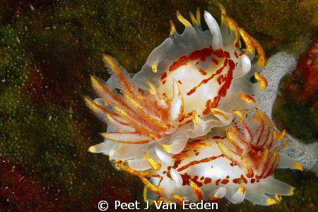 A fiery love affair by Peet J Van Eeden 