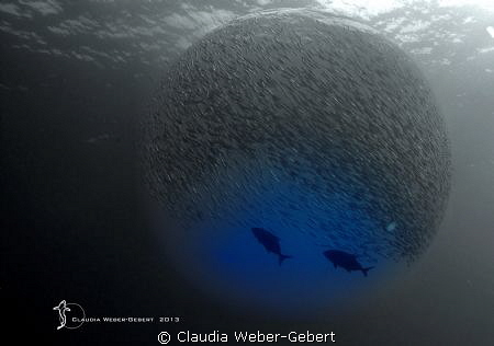 the sphere by Claudia Weber-Gebert 