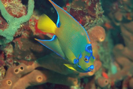 Queen Angelfish taken with Nikon D70 in British Virgin Is... by Tom Blackburn 