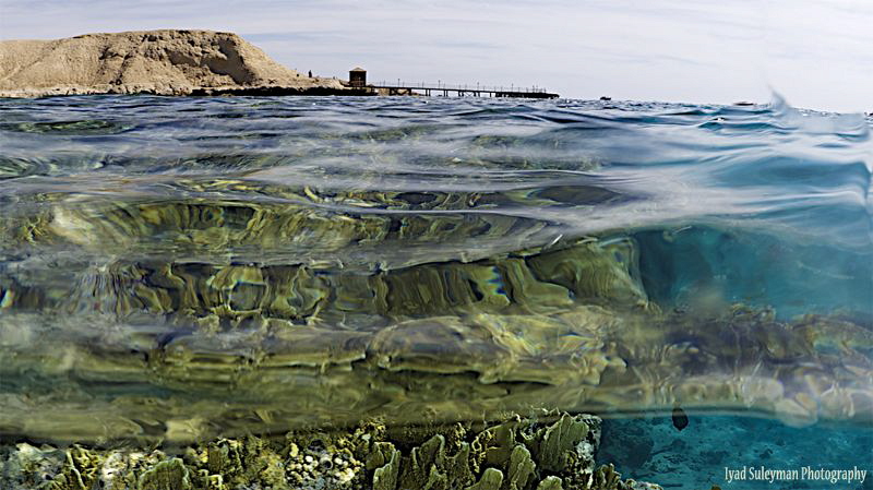 Reef of Red Sea by Iyad Suleyman 