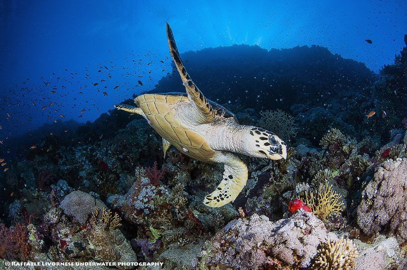 Turtle by Raffaele Livornese 