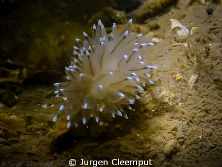 Janolus cristatus, shot in the 'Oosterschelde' @ Wemeldinge by Jurgen Cleemput 