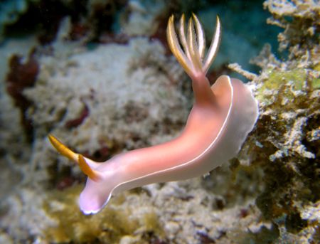 Found on North Reef, Salang Bay, Tioman Island, Malaysia by Grahame Massicks 