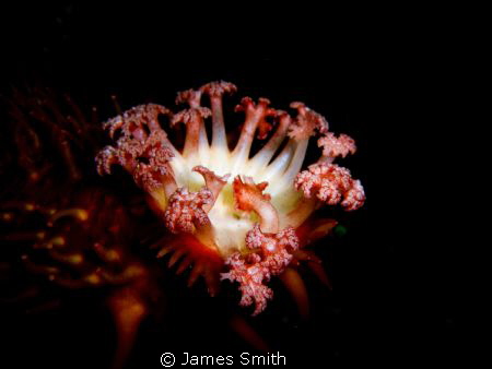 Sea Cucumber Feeding by James Smith 