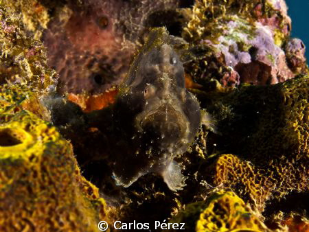 Little frog fish potrait by Carlos Pérez 