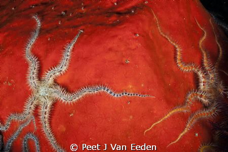 Reaching out by Peet J Van Eeden 