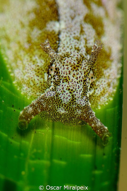 nudi on posidonia by Oscar Miralpeix 
