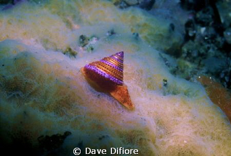 Topshell Monterey Bay Ca. by Dave Difiore 