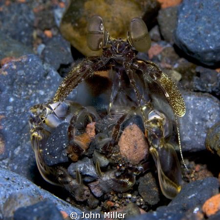 Spearing Mantis Shrimp by John Miller 