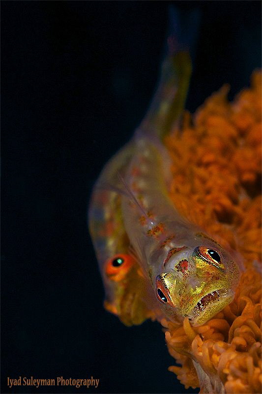Goby Couple by Iyad Suleyman 
