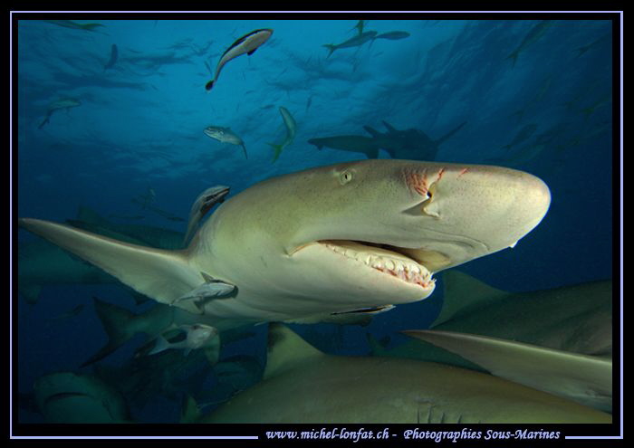 Lemon Sharks Tiger Beach. by Michel Lonfat 
