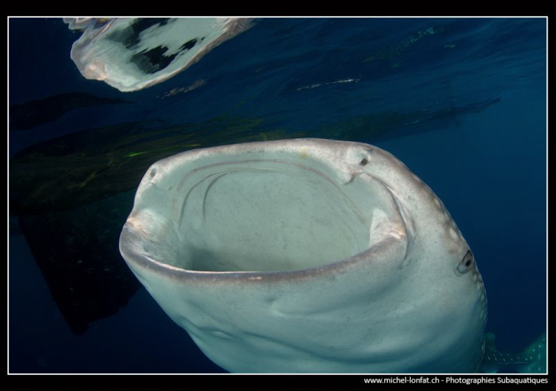 Whale shark filtering water. by Michel Lonfat 