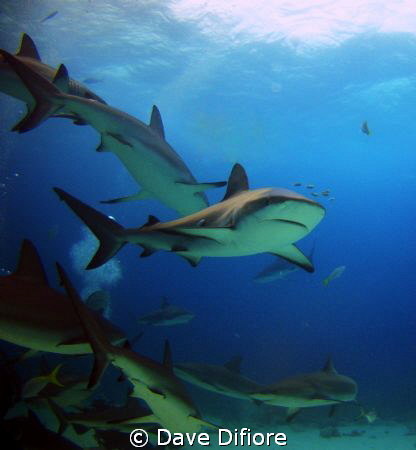 Grey Reef Shark w pilot fish by Dave Difiore 