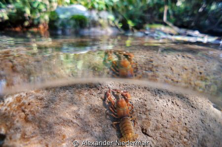 Pacifastacus leniusculus in a River in Austria by Alexander Niedermair 