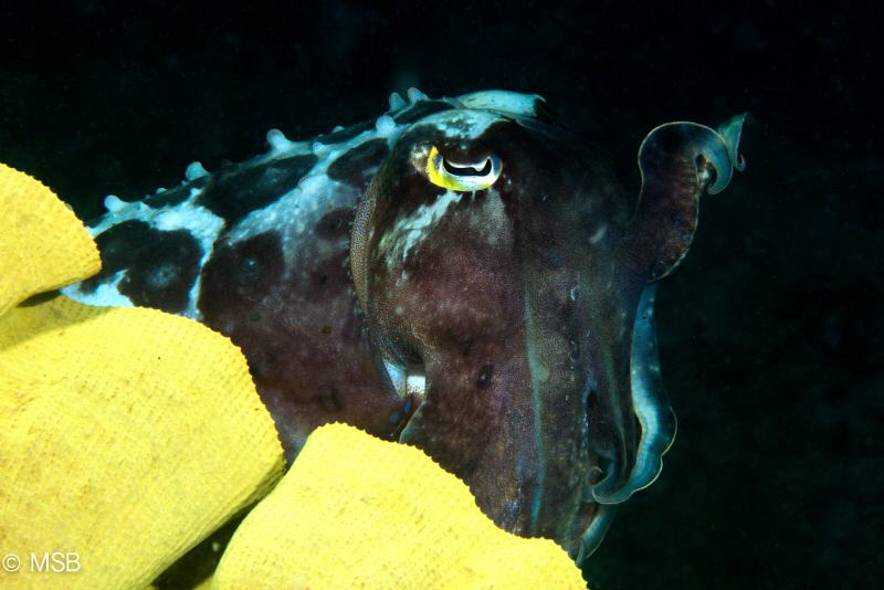 Cuttlefish. by Mehmet Salih Bilal 
