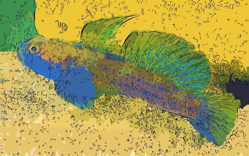 Goby elaborated by Marco Gargiulo 