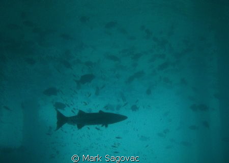 Barracuda and his flock- many nice size Barracudas under ... by Mark Sagovac 