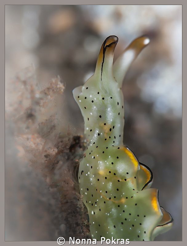 Elysia ornata by Nonna Pokras 
