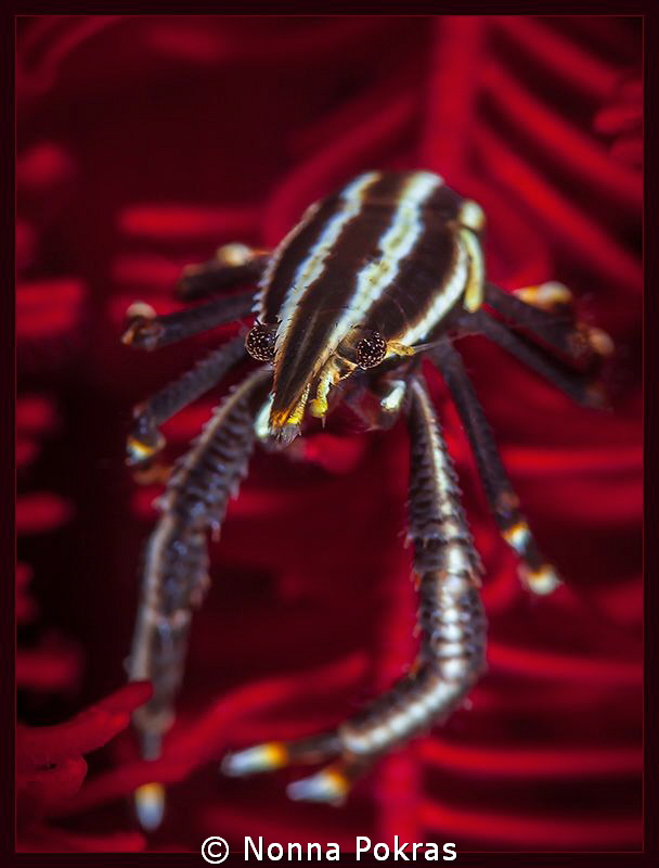 Feather star squat lobster by Nonna Pokras 