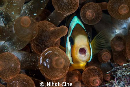 Ohh my God!!! Who are youuu??? by Nihat Cine 