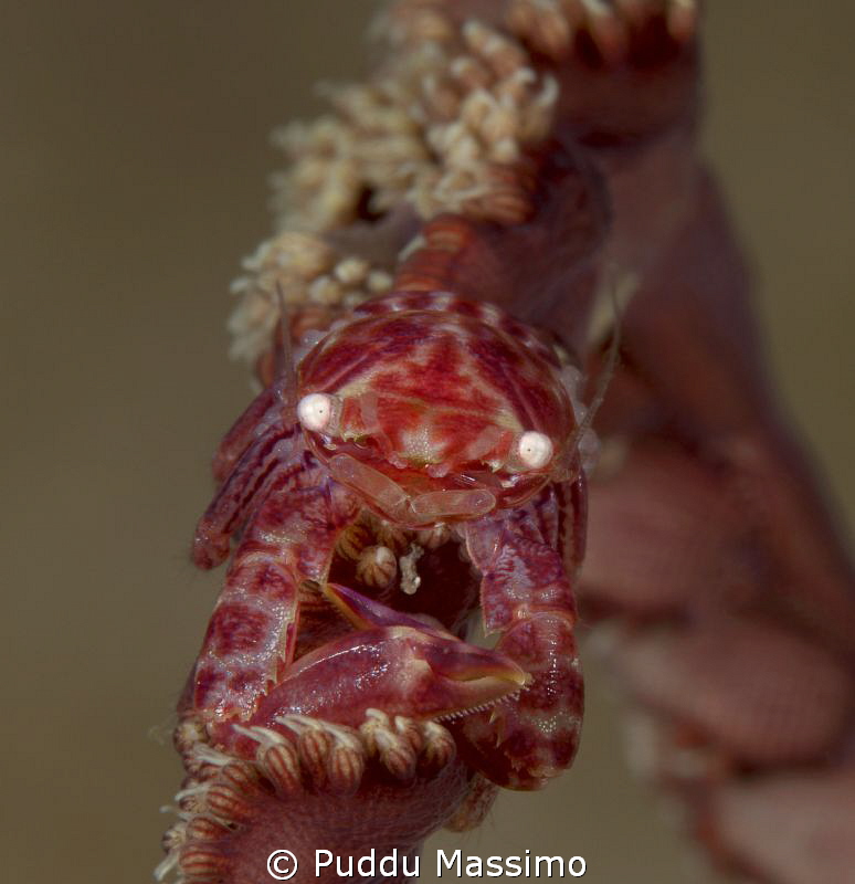 soft coral porcelain crab,nikon D800 e,105 micro,Gangga i... by Puddu Massimo 