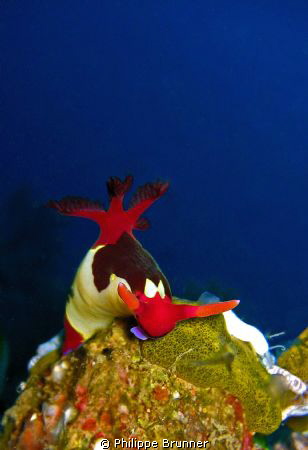 Nudibranche by Philippe Brunner 