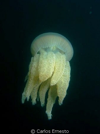 jellyfish by Carlos Ernesto 