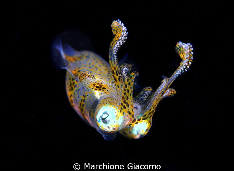 Squid
Nikon D800E , 105 micro Nikon , Two strobo
Lembeh... by Marchione Giacomo 