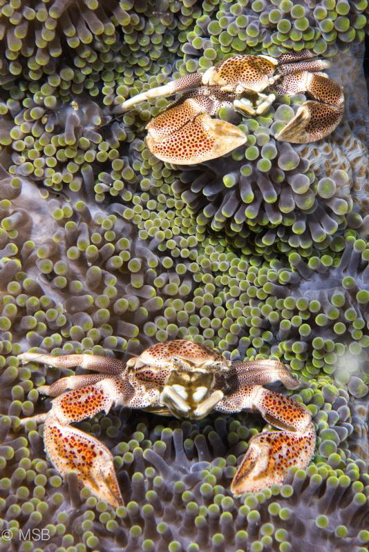 Two porcelein crabs. They were moving a lot to put them i... by Mehmet Salih Bilal 