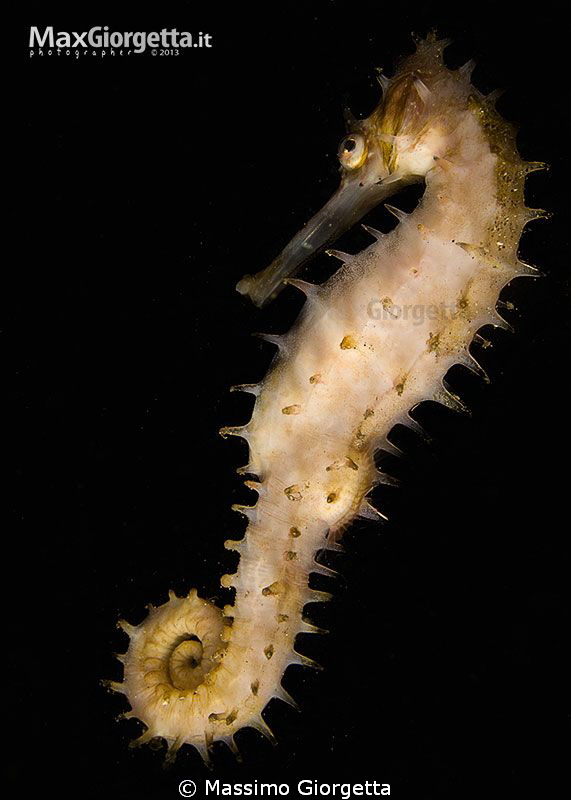 White Sea Horse by Massimo Giorgetta 