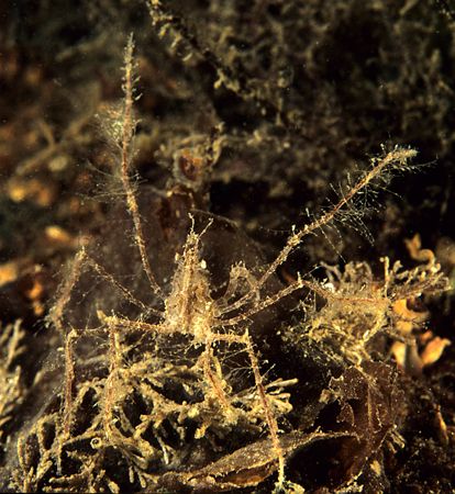 Long-legged spider crab.
Isle of Lewis, Hebrides.
F90X,... by Mark Thomas 