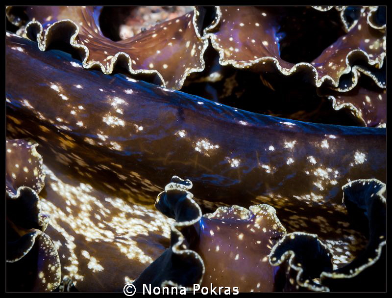 Flat worm by Nonna Pokras 