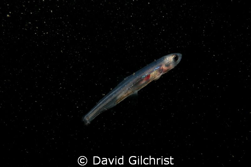 Juvenile Emerald Shiner, Niagara River by David Gilchrist 