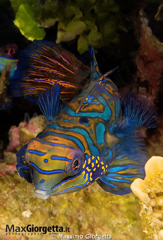 Mandarin fish 1 by Massimo Giorgetta 