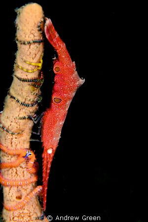 Nikon D7000, 60mm macro +5dioptre taken whilst staying at... by Andrew Green 
