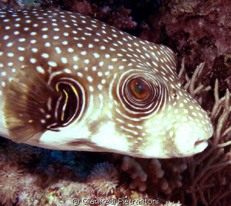 What a make-up! by Gianfredi Pietrantoni 