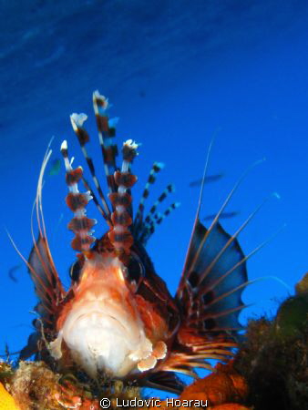 The Broadbarred firefish Pterois antennata is a common sp... by Ludovic Hoarau 