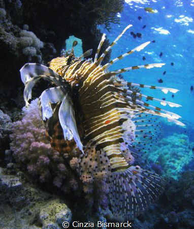 Flying away...

Pterois Volitans by Cinzia Bismarck 