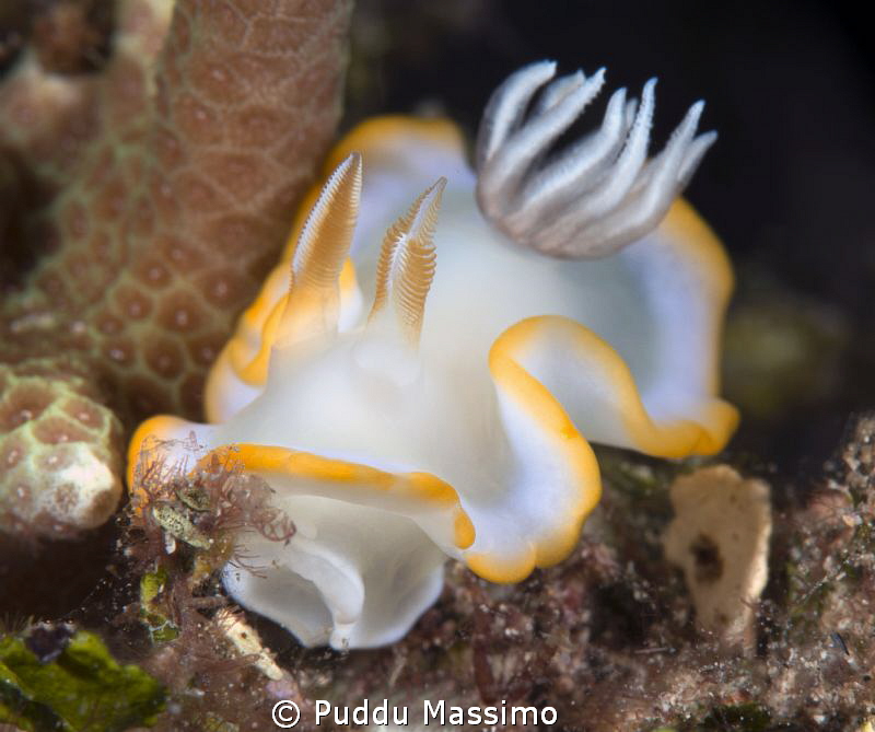 another nudi,nikon D800 e 105 micro,Gangga island by Puddu Massimo 