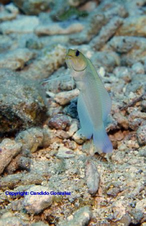 Bleny at a sandy botton in St. Thomas U.S.V.I. Taken with... by Candido Gonzalez-alonso 