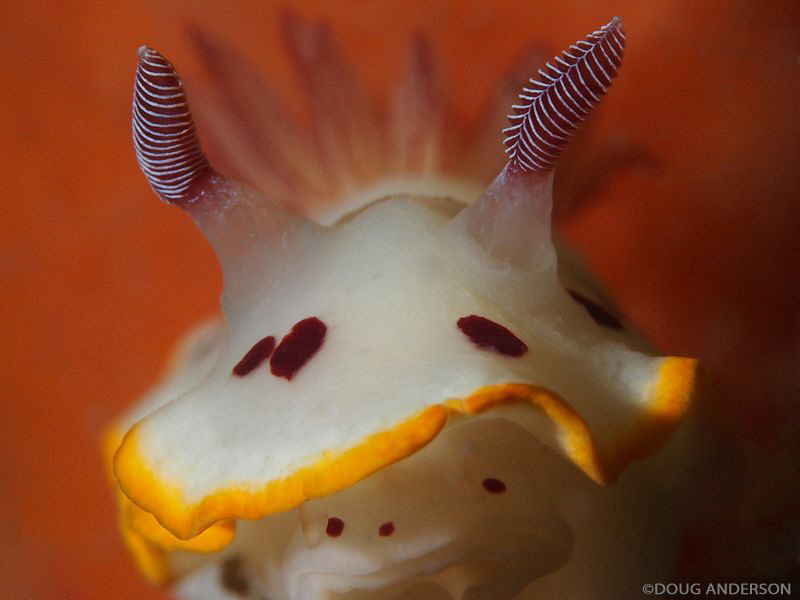 Chromodoris splendida, Fly Point by Doug Anderson 
