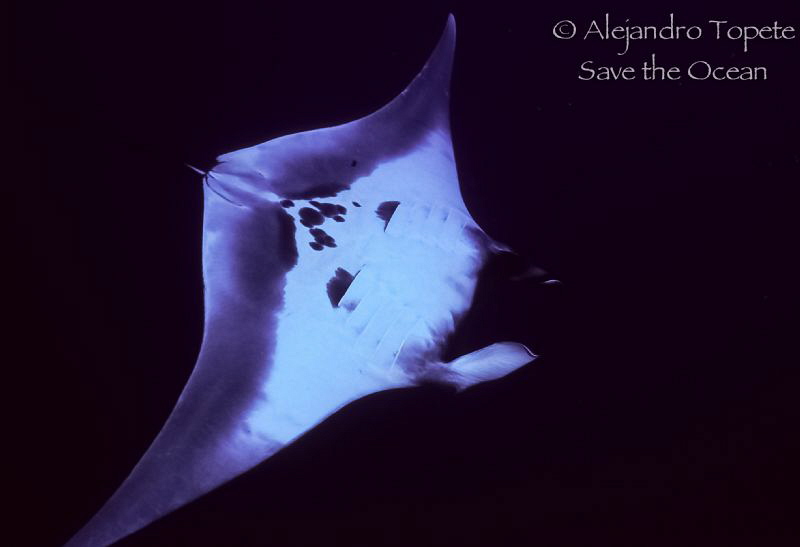 Manta Ray in the deep, Islas Revillagigedo Mexico by Alejandro Topete 