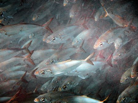Fish School, Maui, Hawaii, 2013. by Robert Fleckenstein 